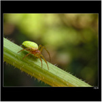 *** hlídka či odpočinek? ***