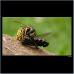 *** krutost přírody ***