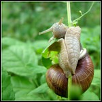 Na větvičce s listem v puse