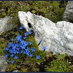 Zillertalské Alpy 3