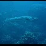 Jej veličenstvo... Baracuda