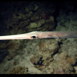 Flutemouth /Fistularia commersonii/