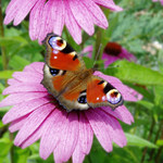 Chvíľku si oddýchnem a potom sa najem