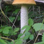 Křemenáč osikový