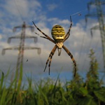 Pod vysokým napětím