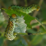 Na šípkovém keři