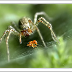 lovec a jeho kořist