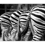 Strips & Tails