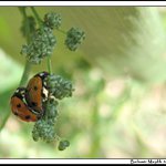 ::Ladybirds::
