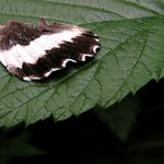 Tady bydlím já. Strakapoud.