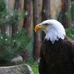 orel z pražské ZOO