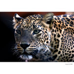 Vězeňská elegance