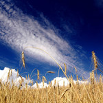 -= pred žatvou II. =-