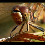 ** Takhle se mám smát? **