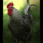 kokrháč aneb zverimexbudík