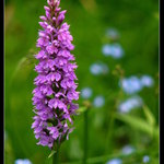 Vstavač - orchidea v tuzemském podání