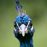 Nečum, nebo Tě klovnu!! :)