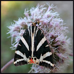 <b>Přástevník kostiválový</B><hR>(jen tak do sbírky)<br><b>