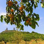 Hazemburk a meruňky