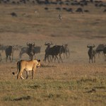 Snídaňe prostřena