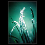 grasscross II.