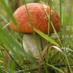 Křemenáč není křapáč