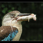 Ledňák a jeho úlovek