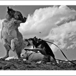 Dvaja mali su viac nez jeden velky