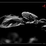 BW&C