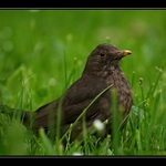 šel kos s kosicí...