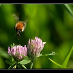 ném sereméd turbo electronics