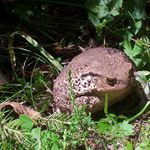 Když se potká ropucha