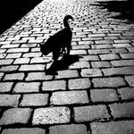 ...když černá kočka cestu kříží...