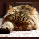 Lehká nuda nedělního odpoledne I