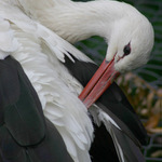 ++ STORK IMAGE ++