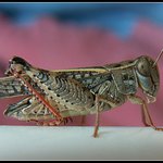 Ví někdo co to je ?