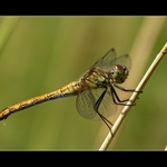 ...vážka rudá...
