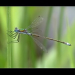 Šídlátka páskovaná (Lestes sponsa)