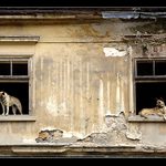 Sousede!! Koukni na tu čubku zdola ...