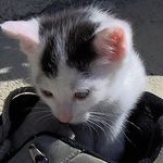 malé kotě, spalo v botě - mňau mňau