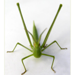 = Nechtěj mě nas.... :-) =