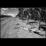 ...:: breathless corn ::...