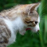 Jedno dlouhe zivnuti :-)