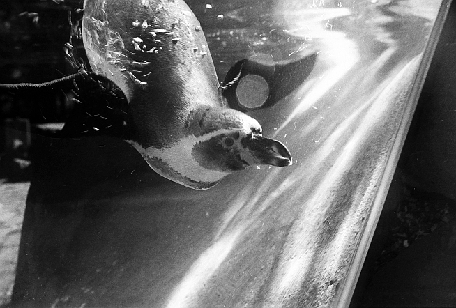 tucnak - byl jsem v zoo (i)