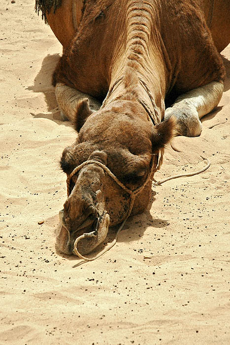 Sahara 2005