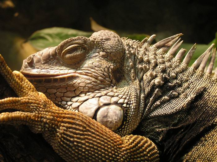 leguan..asi?