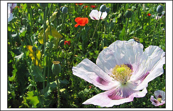 Máček (aneb "už nám to roste!")