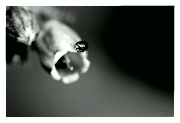 z našej záhrady / [1]