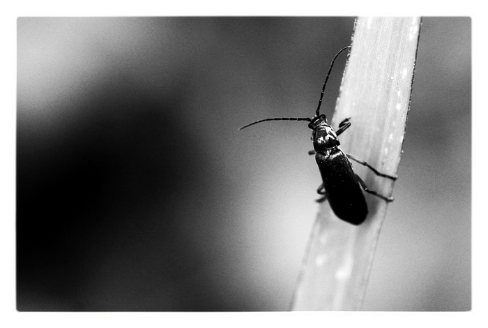  z našej záhrady / [4]