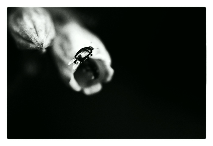 z našej záhrady / [5]